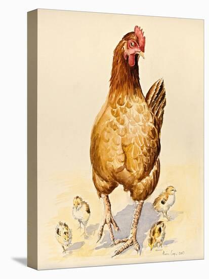 George's Hen and Her Chicks, 2007-Alison Cooper-Premier Image Canvas