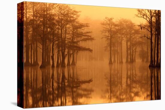 Georgia, Fall Cypress Trees in the Fog at George Smith State Park-Joanne Wells-Premier Image Canvas