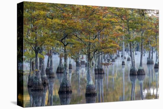 Georgia, George L. Smith State Park, Pond Cyprus in Early Morning Light-Judith Zimmerman-Premier Image Canvas