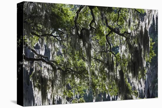 Georgia, Jekyll Island, Live Oak Trees-Walter Bibikow-Premier Image Canvas