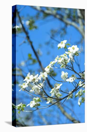 Georgia, Savannah, Flowering Dogwood-Lisa S^ Engelbrecht-Premier Image Canvas