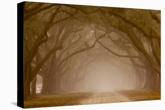 Georgia, Savannah, Fog and Oaks Along Drive at Wormsloe Plantation-Joanne Wells-Premier Image Canvas