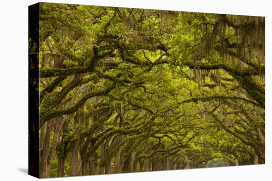 Georgia, Savannah, Oaks Covered in Moss at Wormsloe Plantation-Joanne Wells-Premier Image Canvas