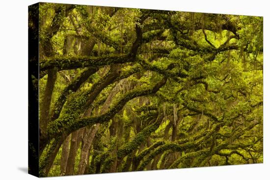 Georgia, Savannah, Oaks Covered in Moss at Wormsloe Plantation-Joanne Wells-Premier Image Canvas