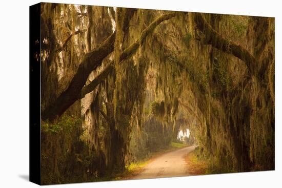 Georgia, Savannah, Savannah NWR, Moss Draped Oaks Along Drive-Joanne Wells-Premier Image Canvas