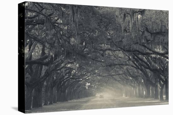 Georgia, Savannah, Wormsloe State Historic Site, Live Oak Avenue-Walter Bibikow-Premier Image Canvas