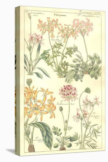 Geraniaceae Plate 306-Porter Design-Premier Image Canvas