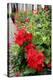 Geranium Flowers (Pelargonium Sp.)-Chris Martin-Bahr-Premier Image Canvas