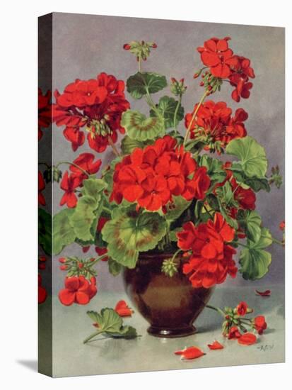 Geranium in an Earthenware Vase-Albert Williams-Premier Image Canvas