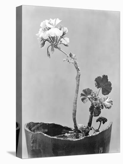 Geranium, Mexico City, c.1924-Tina Modotti-Premier Image Canvas