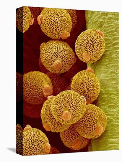 Geranium pollen in anther-Micro Discovery-Premier Image Canvas
