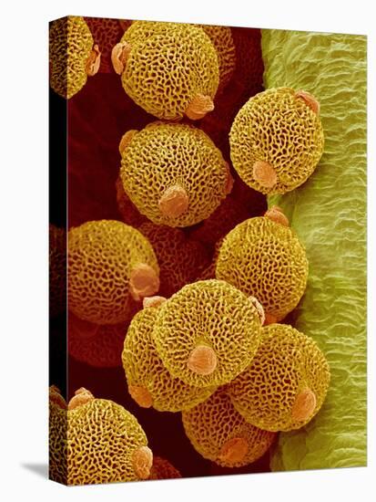 Geranium pollen in anther-Micro Discovery-Premier Image Canvas