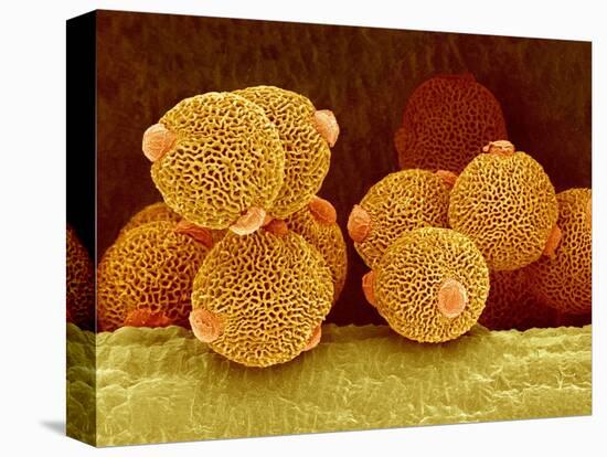 Geranium pollen in anther-Micro Discovery-Premier Image Canvas