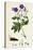 Geranium Sylvaticum Wood Crane's-Bill-null-Premier Image Canvas