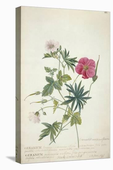 Geranium. Two Intertwined Stems of Different Species, 1767-Georg Dionysius Ehret-Premier Image Canvas