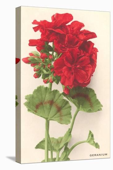 Geraniums-null-Stretched Canvas