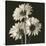 Gerber Daisies 2-Michael Harrison-Stretched Canvas