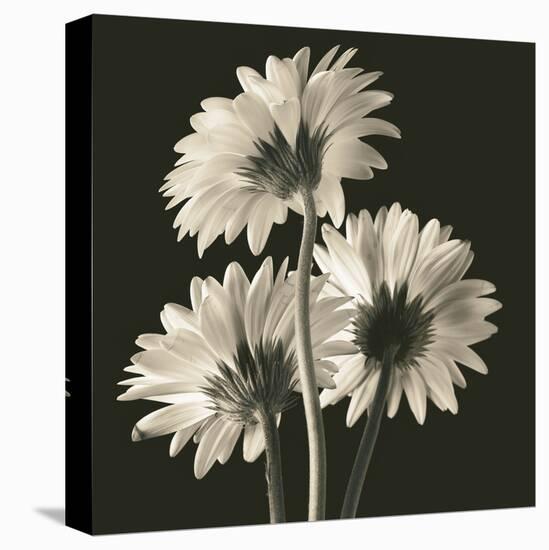 Gerber Daisies II-Michael Harrison-Stretched Canvas