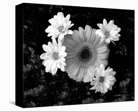 Gerber Daisies-Harold Silverman-Stretched Canvas