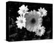 Gerber Daisies-Harold Silverman-Stretched Canvas