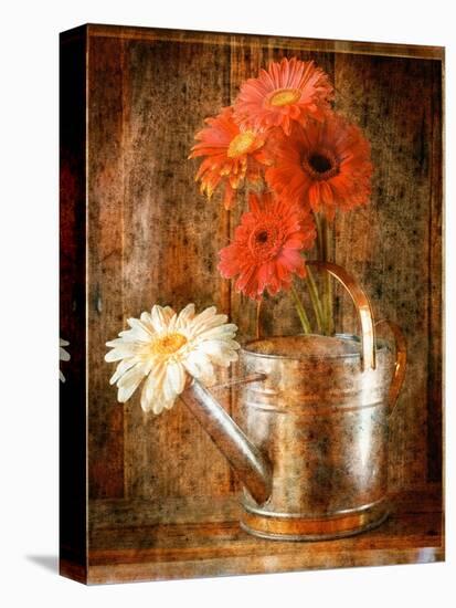 Gerbera Daisies in a Watering Can-Colin Anderson-Premier Image Canvas