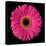 Gerbera Daisy Pink-Jim Christensen-Stretched Canvas