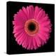 Gerbera Daisy Pink-Jim Christensen-Stretched Canvas