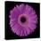 Gerbera Daisy Purple-Jim Christensen-Stretched Canvas