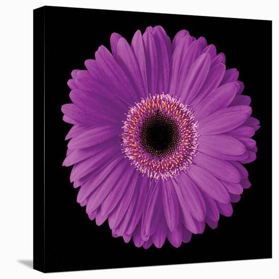 Gerbera Daisy Purple-Jim Christensen-Stretched Canvas