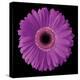 Gerbera Daisy Purple-Jim Christensen-Stretched Canvas