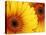 Gerbera Daisy, Washington, USA-Jamie & Judy Wild-Premier Image Canvas