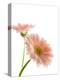 Gerbera daisy-Kiyoshi Miyagawa-Premier Image Canvas