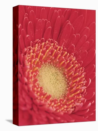 Gerbera Daisy-null-Premier Image Canvas