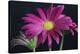 Gerbera Daisy-Gordon Semmens-Stretched Canvas