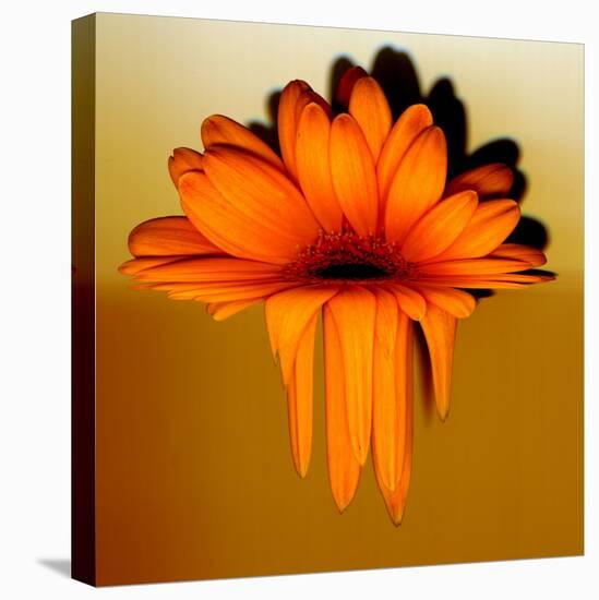 Gerbera Flower Melting, Digital Manipulation-Winfred Evers-Premier Image Canvas