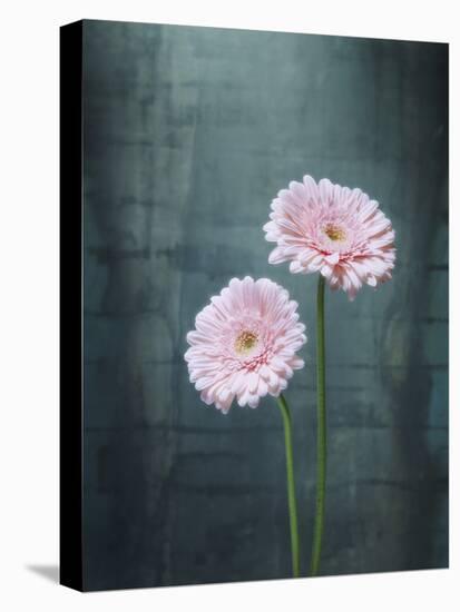 Gerbera, Flowers, Blossoms, Pink, Still Life-Axel Killian-Premier Image Canvas