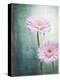 Gerbera, Flowers, Blossoms, Pink, Still Life-Axel Killian-Premier Image Canvas