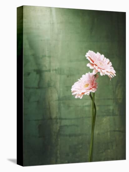 Gerbera, Flowers, Blossoms, Pink, Still Life-Axel Killian-Premier Image Canvas