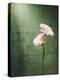 Gerbera, Flowers, Blossoms, Pink, Still Life-Axel Killian-Premier Image Canvas