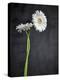 Gerbera, Flowers, Blossoms, White, Still Life-Axel Killian-Premier Image Canvas