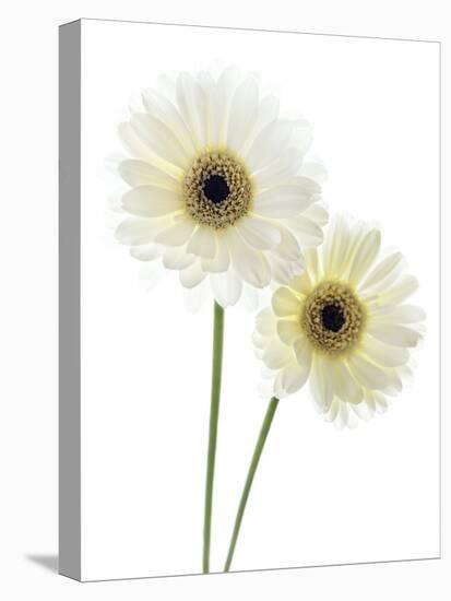 Gerbera Flowers (Gerbera Sp.)-Gavin Kingcome-Premier Image Canvas