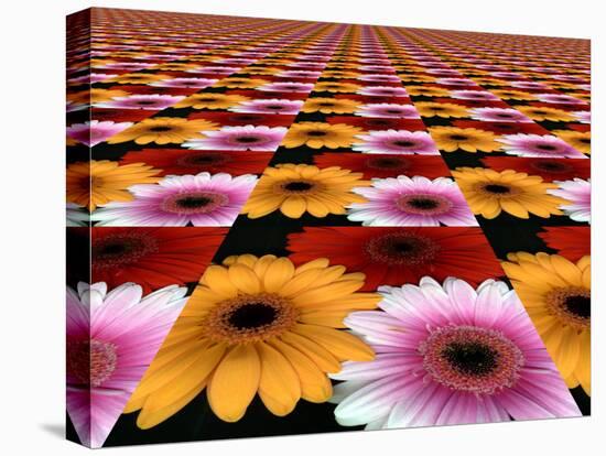 Gerbera Flowers Multiplied in Tiles-Winfred Evers-Premier Image Canvas