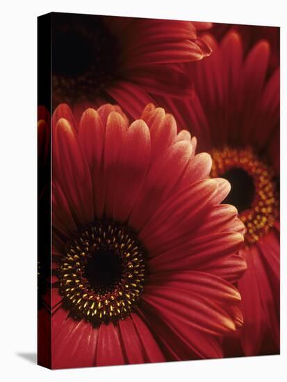 Gerbera Flowers-Adam Gault-Premier Image Canvas