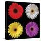 Gerbera Group II-Jim Christensen-Stretched Canvas