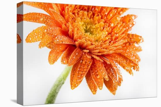 Gerbera in Orange-Uwe Merkel-Premier Image Canvas