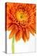 Gerbera in Orange-Uwe Merkel-Premier Image Canvas