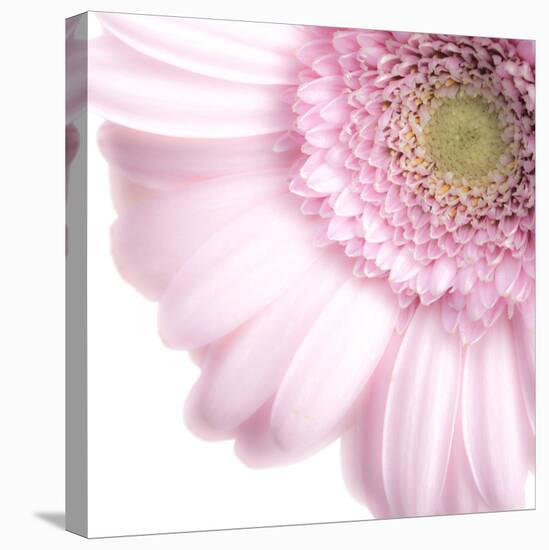 Gerbera in Rose-Uwe Merkel-Premier Image Canvas