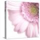 Gerbera in Rose-Uwe Merkel-Premier Image Canvas