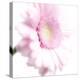 Gerbera in Rose-Uwe Merkel-Premier Image Canvas