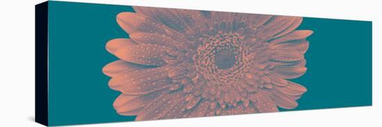 Gerbera ll-Heidi Westum-Premier Image Canvas